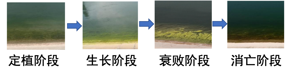 刚毛藻生长阶段